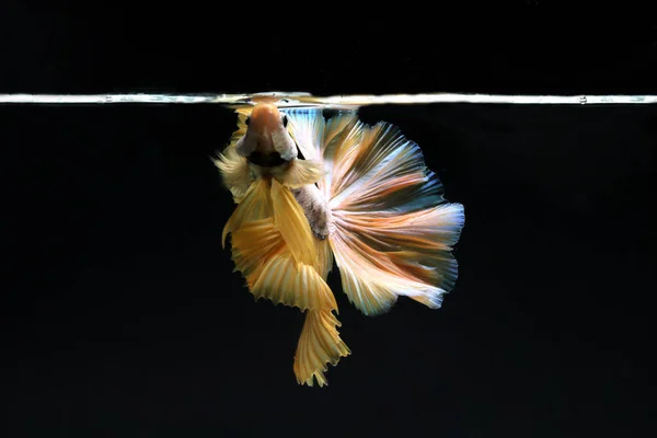 타이에서 물고기와 싸우는 위에서 먹이를 로열티 프리 스톡 사진