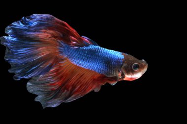  betta splendens (Halfmoon betta) siyah arkaplanda izole