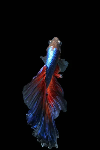 Poisson Combat Siamois Betta Splendens Isolé Sur Fond Noir — Photo