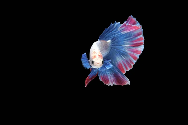 Peixe Combate Siamês Half Moon Peixe Betta Isolado Fundo Preto — Fotografia de Stock