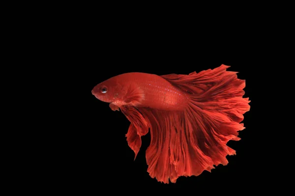 Demi Lune Rouge Betta Combat Isolé Sur Fond Noir — Photo