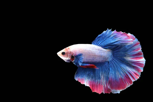 Närbild Färgglada Fiskrika Fisk Thailand — Stockfoto