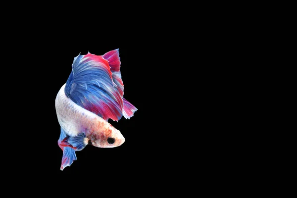 아름다운 태국의 싸우는 물고기의 움직임을 로열티 프리 스톡 이미지