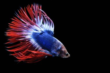 Tayland türleri balıklarla savaşıyor, siyah arka planda.