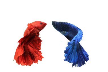 Savaşan iki tür balık vardır, kırmızı ve mavi..