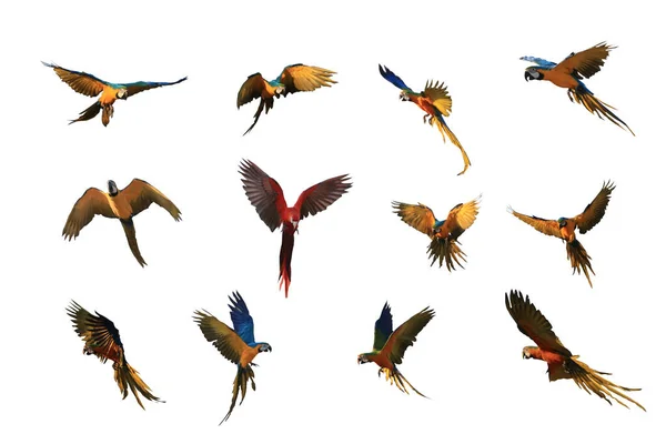 金刚鹦鹉的各种飞行模式在白色背景下被分离出来 — 图库照片