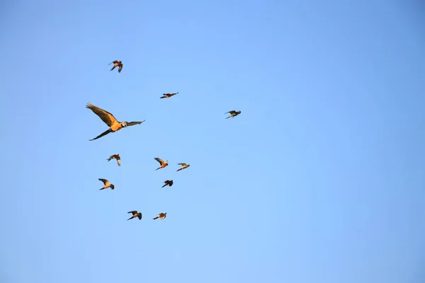 Papoušci Macaw Papoušci Milovaní Létají Skupinách — Stock fotografie