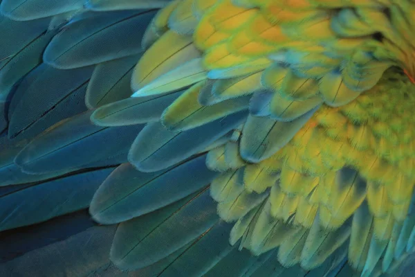 깃털이 파랑비늘돔 무늬의 — 스톡 사진