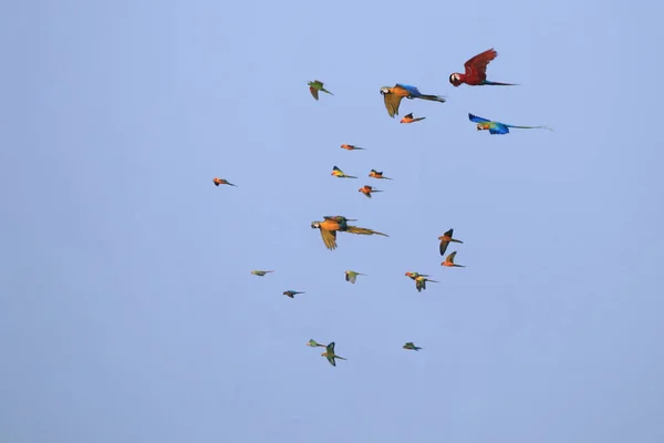 Turteltauben Und Papageien Fliegen Scharen — Stockfoto