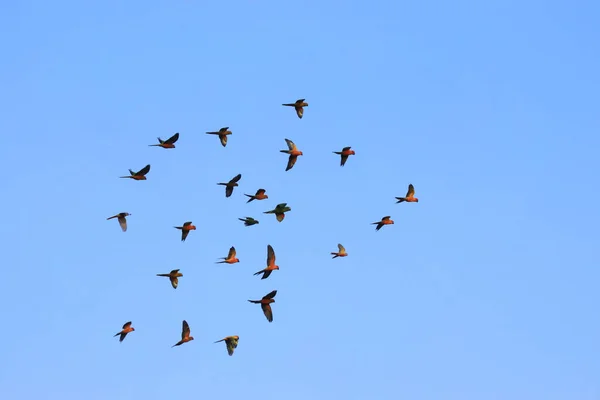 lovebird parrots are flying in a large flock.