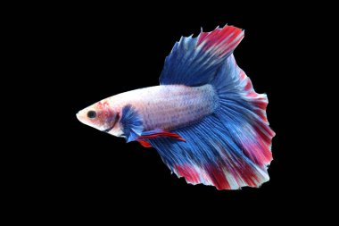 Güzel Tayland dövüş balıklarının hareketine yakın çekim