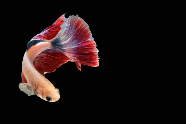 Siamesischer Kampffisch Half Moon Beta Fisch Isoliert Auf Schwarzem Hintergrund — Stockfoto