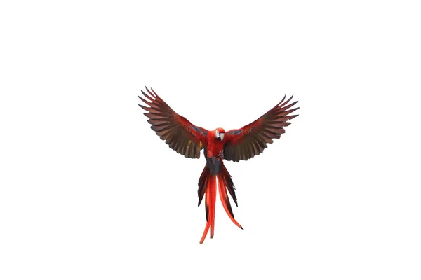 Jeden Papoušek Macaw Krásně Roztáhl Křídla — Stock fotografie