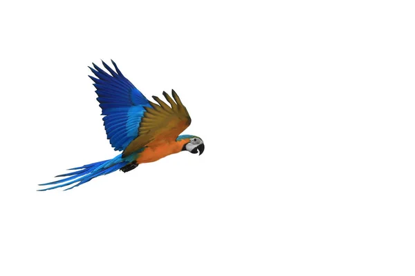 Papagaio Arara Isolado Fundo Branco — Fotografia de Stock