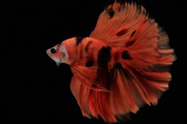 Tayland dövüş balıklarının hareket biçimi, siyah arka planda siyah ve kırmızı çizgiler