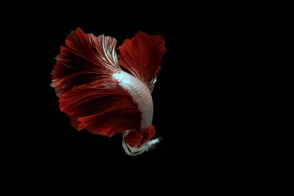 黒を背景にしたタイの魚と戦う動きのパターン — ストック写真