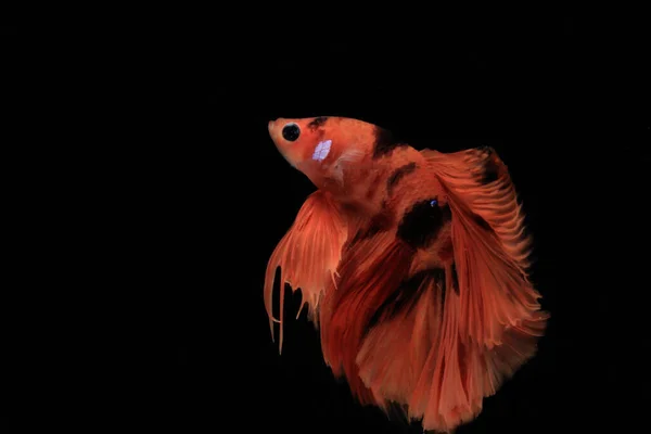 Шаблон Движения Тайских Боевых Рыб Черных Красных Полос Черном Фоне — стоковое фото