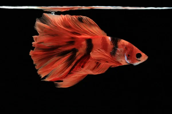 Modello Movimento Del Pesce Combattente Tailandese Strisce Nere Rosse Uno Foto Stock