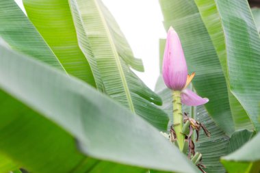 Güneş ışığıyla birlikte muz çiçeği