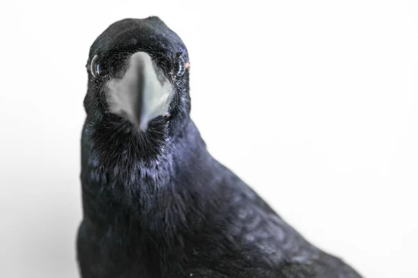 Crow on a white background — Stock Photo, Image