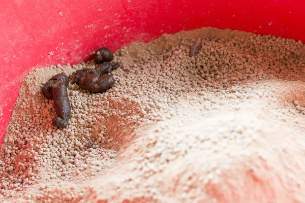 Kedilerin dışkıları Kırmızı kum havuzunda