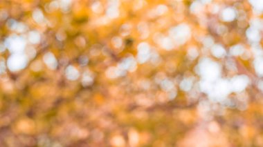 Turuncu Doğal Bokeo Arka Plan