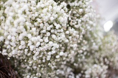 Beyaz gypsophila