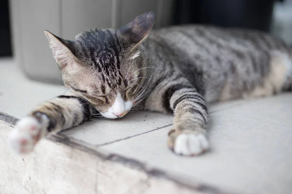 Kedi yerde uyuyor. — Stok fotoğraf