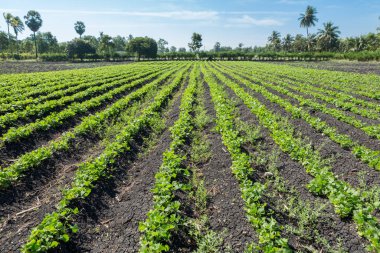 Patates tarlaları ve mavi gökyüzü arkaplanı