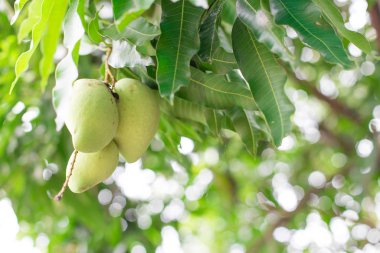 Ağaçtaki mango. 