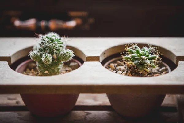 Cute Cactus in small pot — Stock Photo, Image