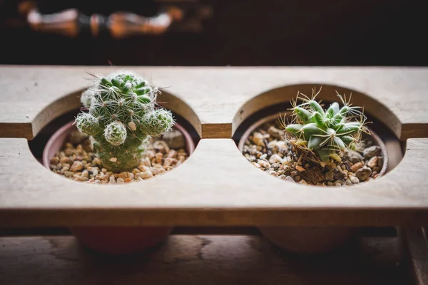 Cute Cactus in small pot — Stock Photo, Image