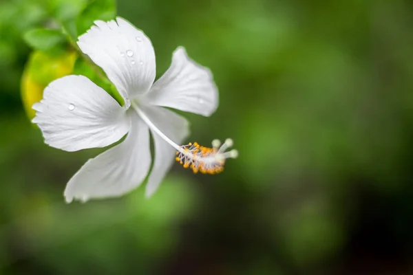 Närbild av vackra vita hibiskus på naturliga — Stockfoto