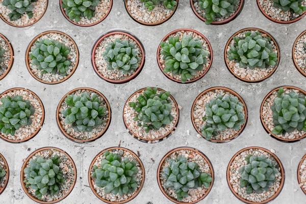 Bovenaanzicht van Kleine cactus in pot — Stockfoto