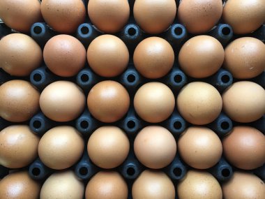 Plastik bir panelde güzel bir ışık ve gölgesi olan yumurtalar.