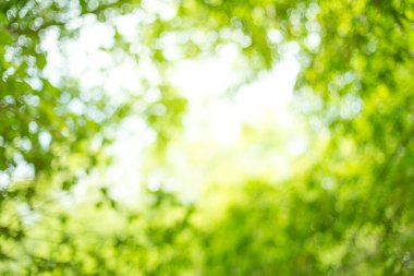 Yeşil doğal arka plan bulanık