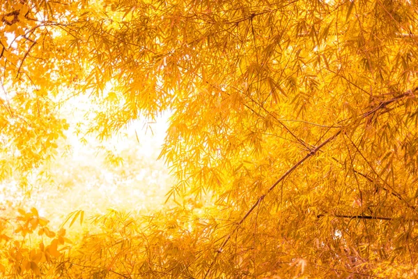 Πορτοκαλί μπαμπού φύλλα με ήλιο — Φωτογραφία Αρχείου