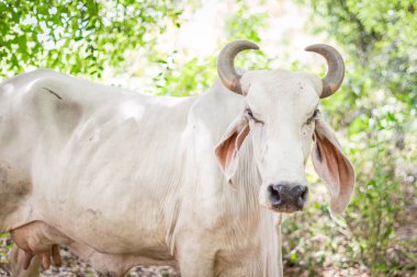 American Brahman cattle in abundant natural farms clipart