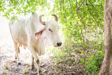 Amerikan Brahman sığırları bol doğal çiftliklerde
