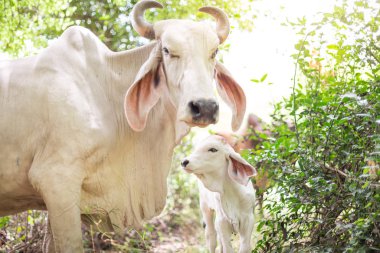 Amerikan Brahman sığırları bol doğal çiftliklerde