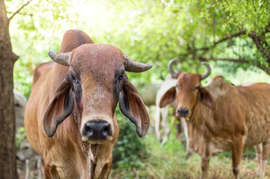 Amerikan Brahman sığırları bol doğal çiftliklerde