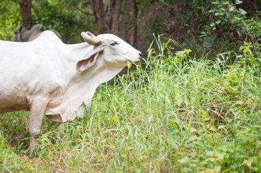 Amerikan Brahman sığırları bol doğal çiftliklerde