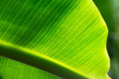 Muz yaprağını güneş ışığıyla kapat