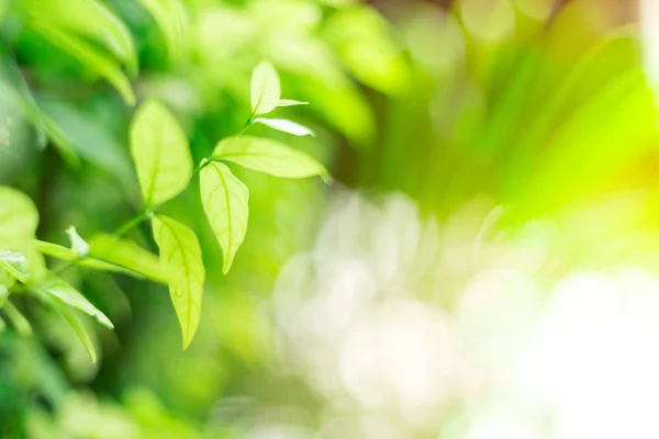 Primer plano de hojas verdes sobre fondo natural — Foto de Stock