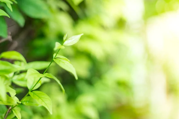 Primer plano de hojas verdes sobre fondo natural — Foto de Stock