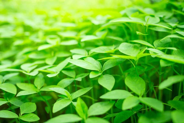 Groene blad textuur achtergrond met warm licht — Stockfoto