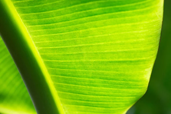 Закрыть банановый лист с солнечным светом — стоковое фото