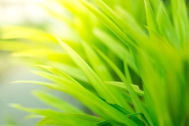 Ilık ışık ile yeşil yaprak dokusu