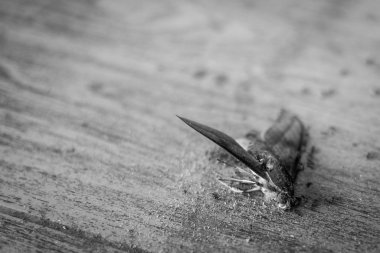 Kelebek yiyen siyah beyaz karıncalara yaklaş