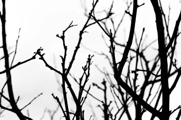 Black and white of Dry branches on white background — Stock Photo, Image